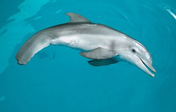 Первый дельфин с искусственным хвостом