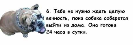 13 причин, почему холостяки предпочитают завести собаку, а не жену