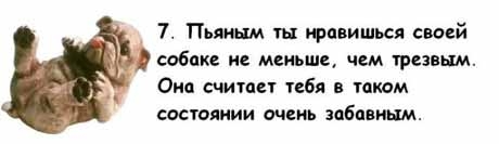 13 причин, почему холостяки предпочитают завести собаку, а не жену