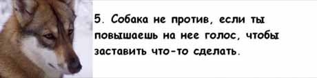 13 причин, почему холостяки предпочитают завести собаку, а не жену