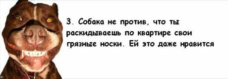 13 причин, почему холостяки предпочитают завести собаку, а не жену