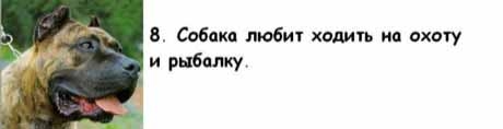 13 причин, почему холостяки предпочитают завести собаку, а не жену