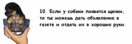 13 причин, почему холостяки предпочитают завести собаку, а не жену