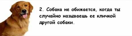 13 причин, почему холостяки предпочитают завести собаку, а не жену