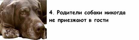 13 причин, почему холостяки предпочитают завести собаку, а не жену