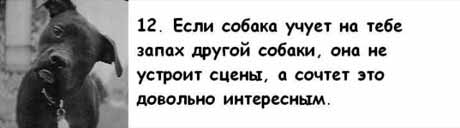 13 причин, почему холостяки предпочитают завести собаку, а не жену