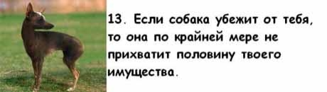 13 причин, почему холостяки предпочитают завести собаку, а не жену