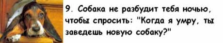 13 причин, почему холостяки предпочитают завести собаку, а не жену