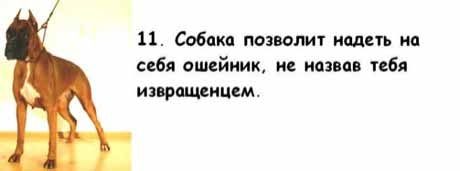 13 причин, почему холостяки предпочитают завести собаку, а не жену