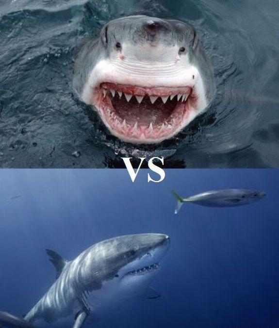 Акула vs акула