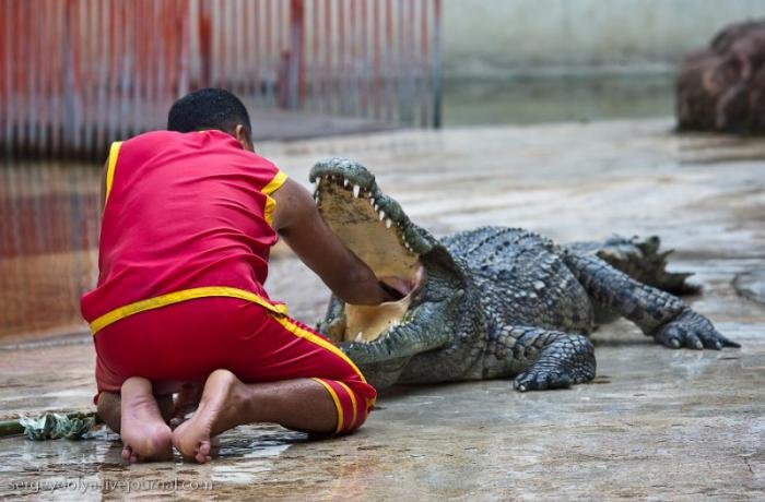 Крокодиловое шоу