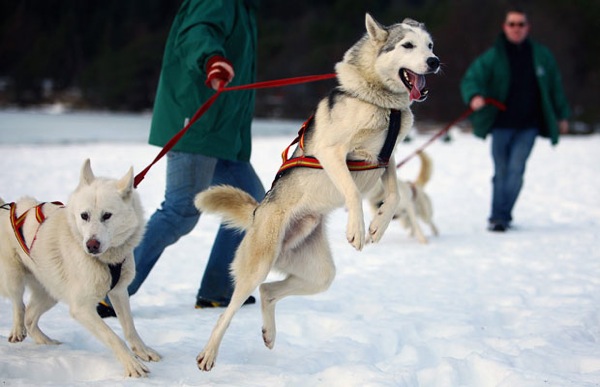 Собачье ралли на горнолыжном курорте в Шотландии
