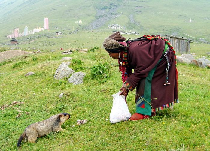 Толстопузые сурки из Тибета
