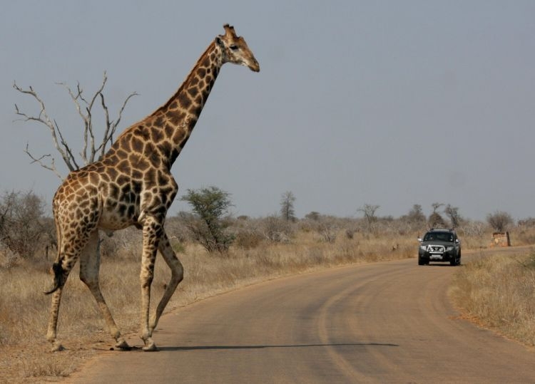 Крюгер — национальный парк Южной Африки