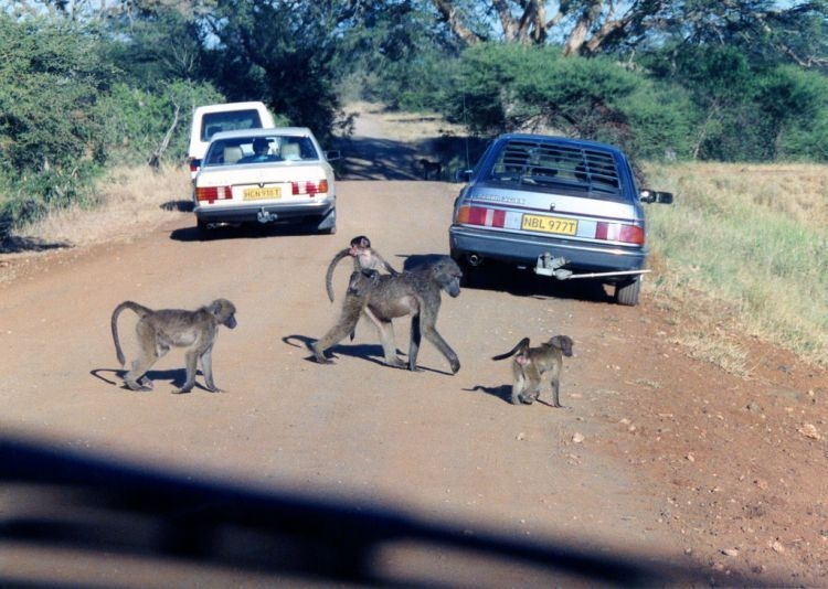 Крюгер — национальный парк Южной Африки