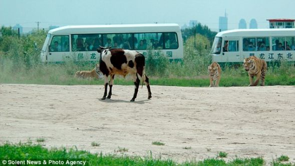 Как кормят тигров в парке дикой природы в Харбине, Китай