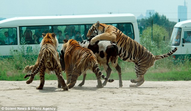 Как кормят тигров в парке дикой природы в Харбине, Китай