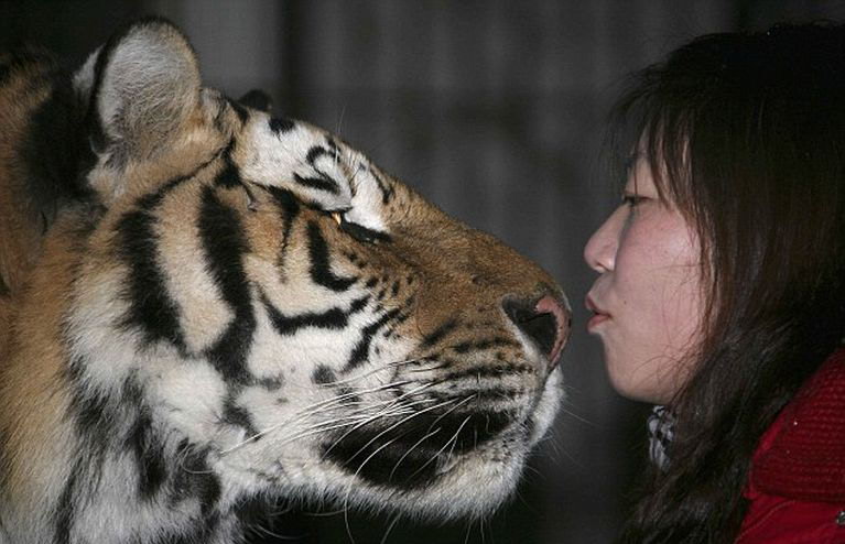 А вы бы смогли укусить тигра за нос? :)