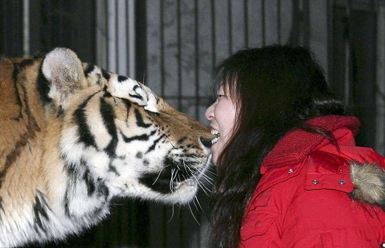 А вы бы смогли укусить тигра за нос? :)