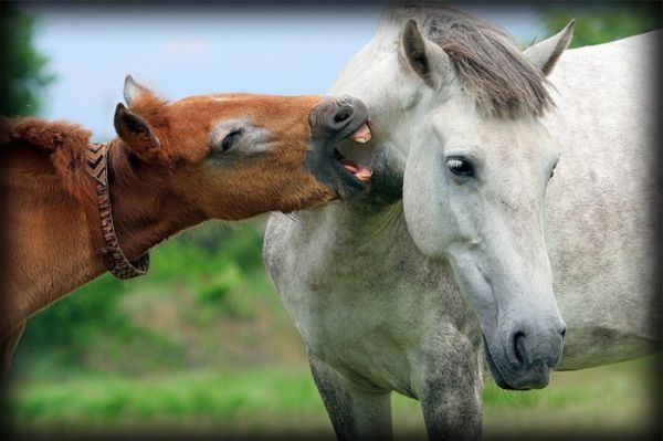 Красивые фотки лошадей