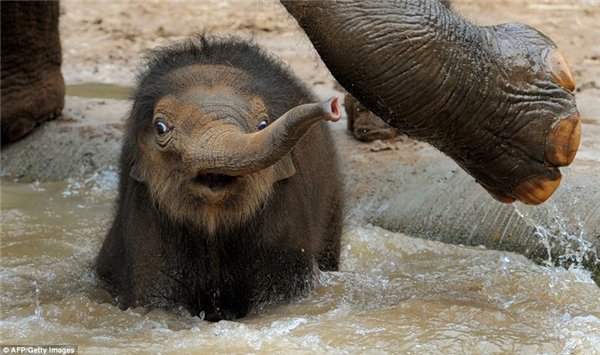Слоненок впервые заходит в воду