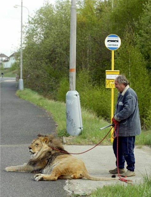 Самые необычные домашние животные