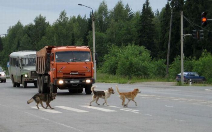 Фото приколы дня