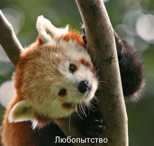 Эмоции красной панды :)