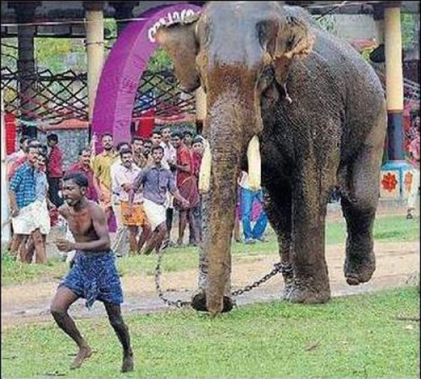 Убежал от слона