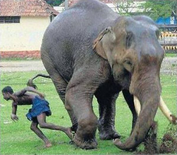 Убежал от слона