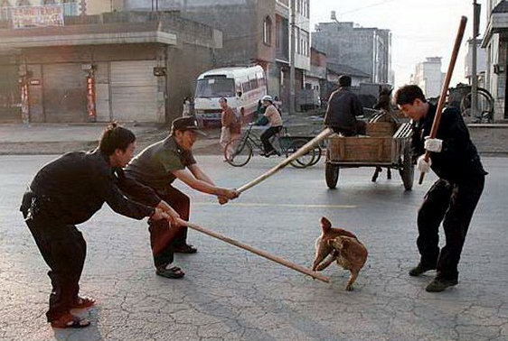Так в Китае борятся с бездомными собаками