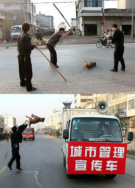 Так в Китае борятся с бездомными собаками