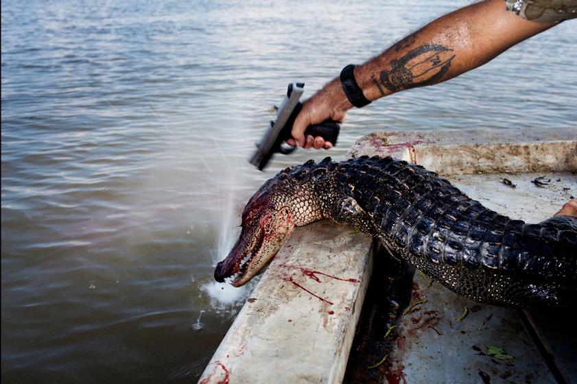 Как браконьеры охотятся на крокодилов