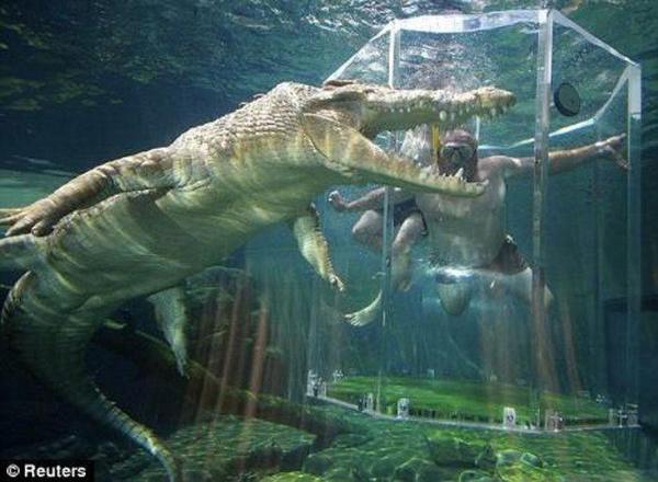 Встреча с крокодилом