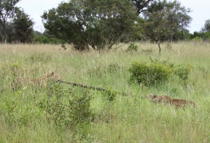 Леопарды играют со змеёй