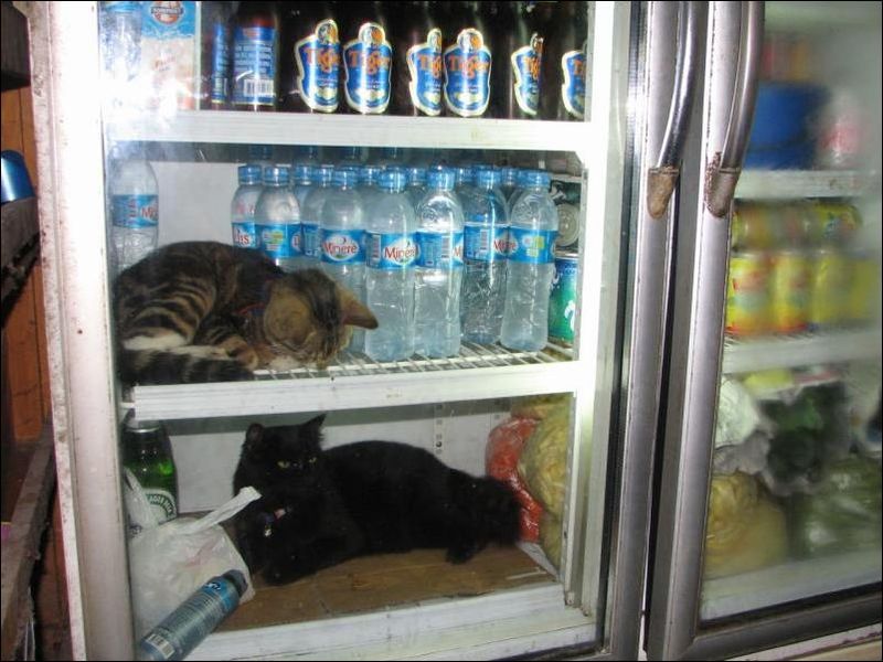 Вот так коты спаются от жаркого солнца в Тайланде