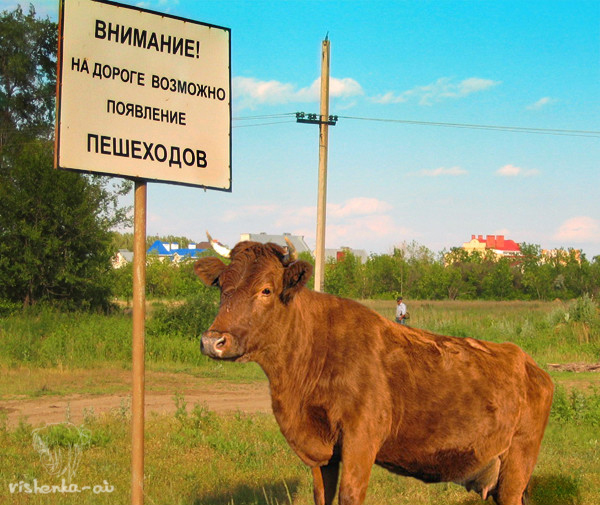 Фото приколы дня