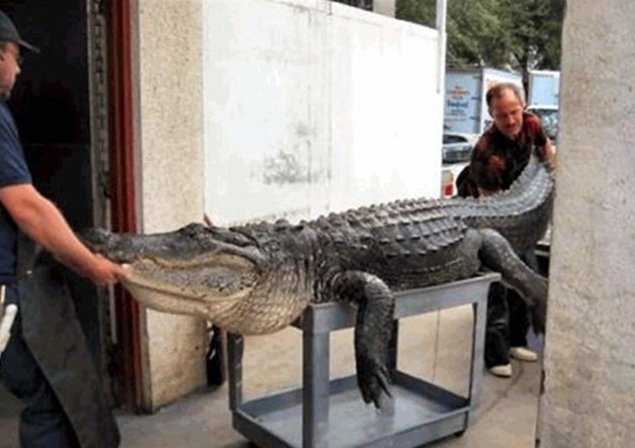 Гигантский крокодил из Флориды