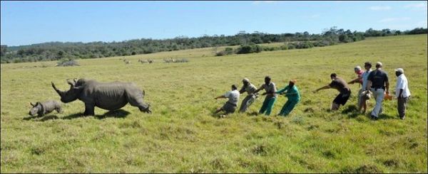 Как спасают носорогов