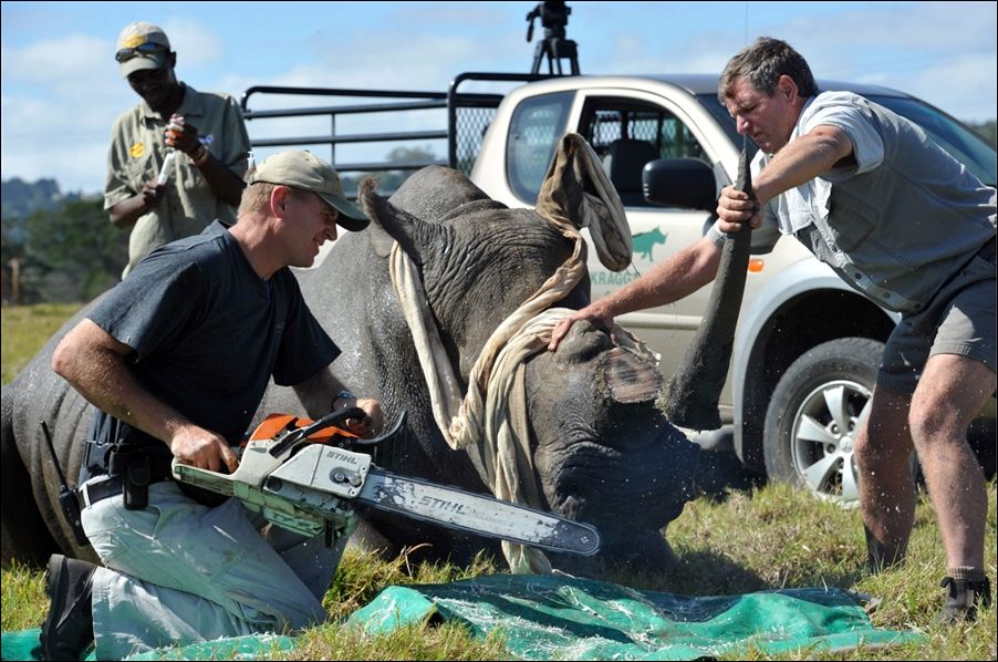 Как спасают носорогов