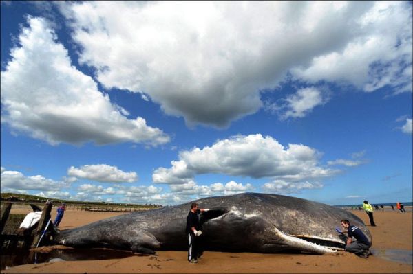 20-тонный кит на пляже в Кливленде