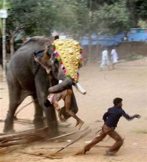 В мультиках слоны всегда добрые...