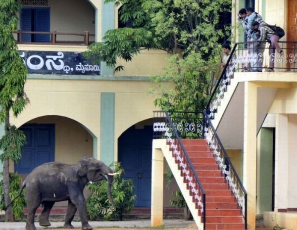 Слоновый беспредел в Индии