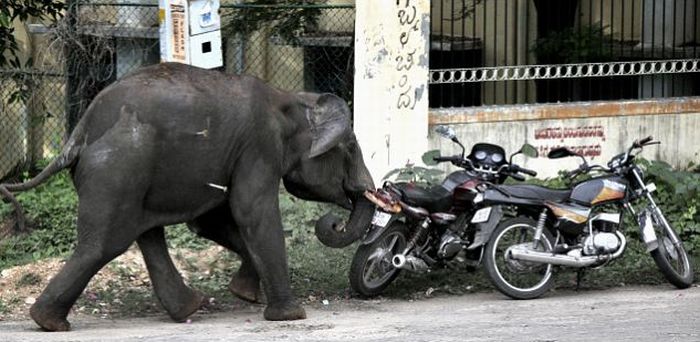 Слоновый беспредел в Индии