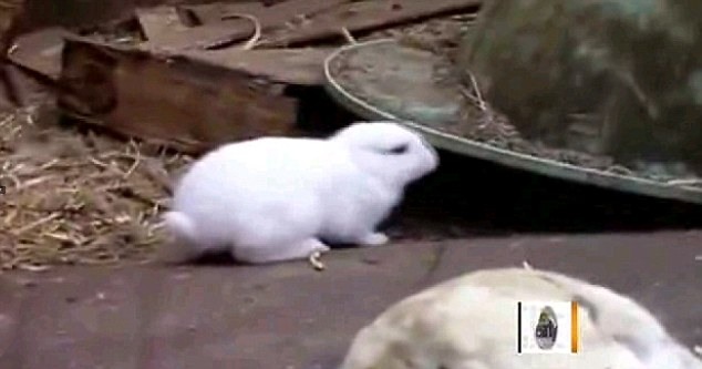 Кролики, которые родились над Фукусимой