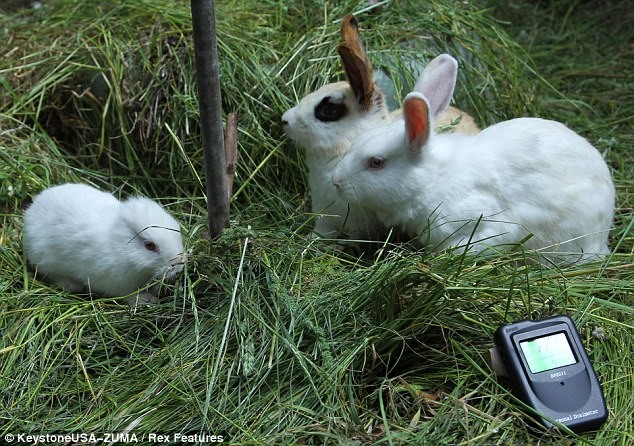 Кролики, которые родились над Фукусимой