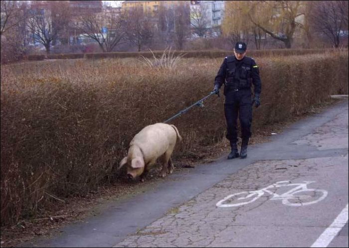 Наши доблестные господа полицейские