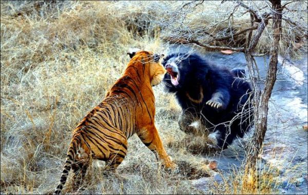 Медведь VS Тигр