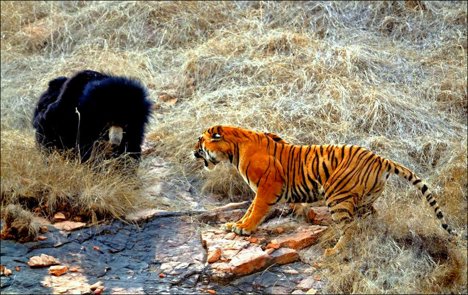 Медведь VS Тигр