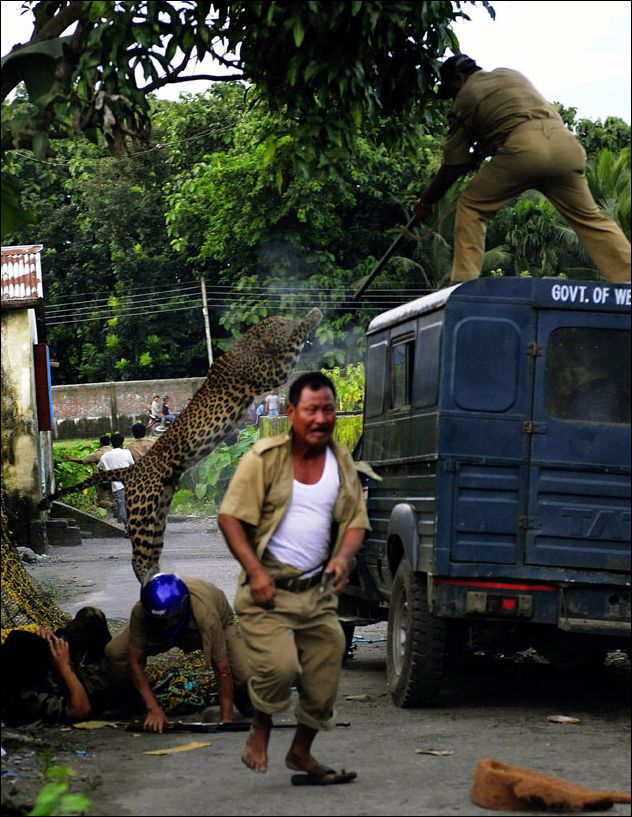 Нападение леопарда